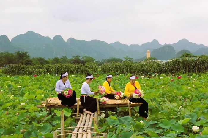 Mùa Sen tại Mường Cốc thường diễn ra từ tháng 4 đến tháng 7 âm lịch.
