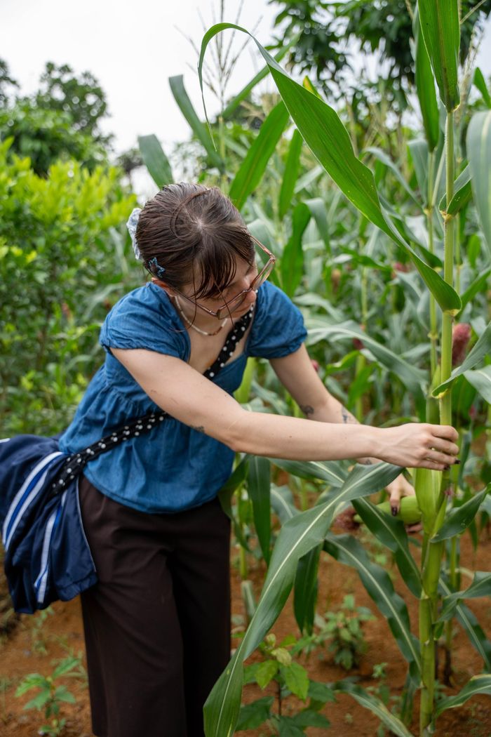 Du khách nước ngoài trải nghiệm trong tour "Một ngày làm người Mường" như hái ngô, cho vịt ăn, thu hoạch cây trái theo mùa