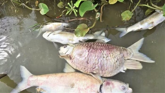 Không chỉ cá nuôi, cá tự nhiên cũng chết tấp vào bờ sông hàng loạt. (Ảnh: NGUYỄN HÙNG)