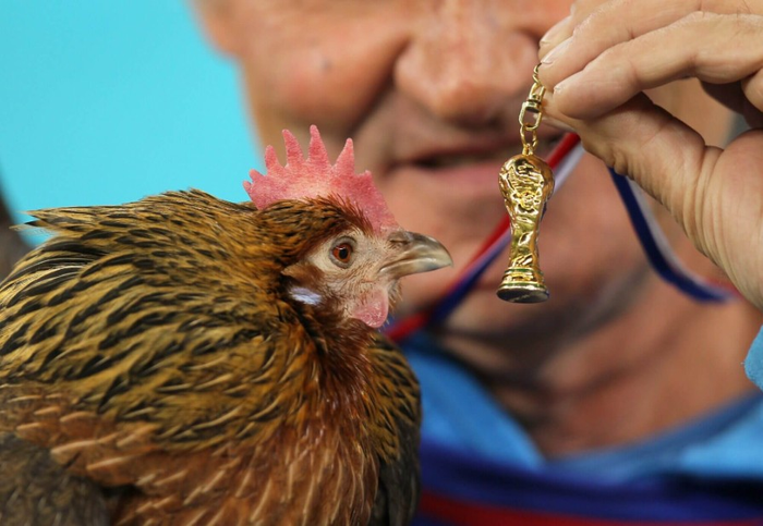 Chú gà trống Balthazar và một chiếc cúp World Cup thu nhỏ. Ảnh: Getty Images 