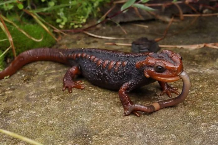 Ảnh: iNaturalist