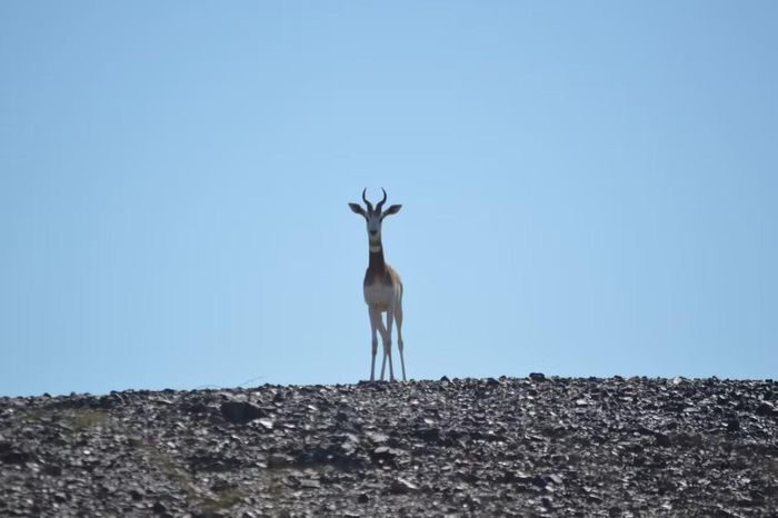 Ảnh: Sahara Conservation