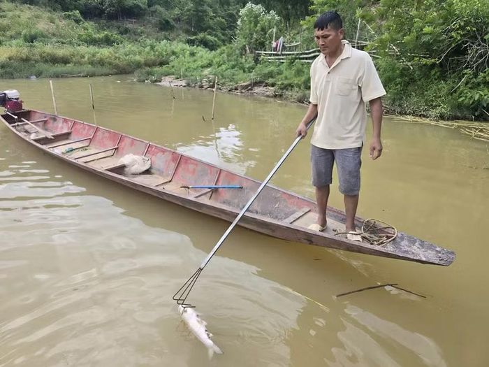 Người dân vớt xác cá trên sông Lam.