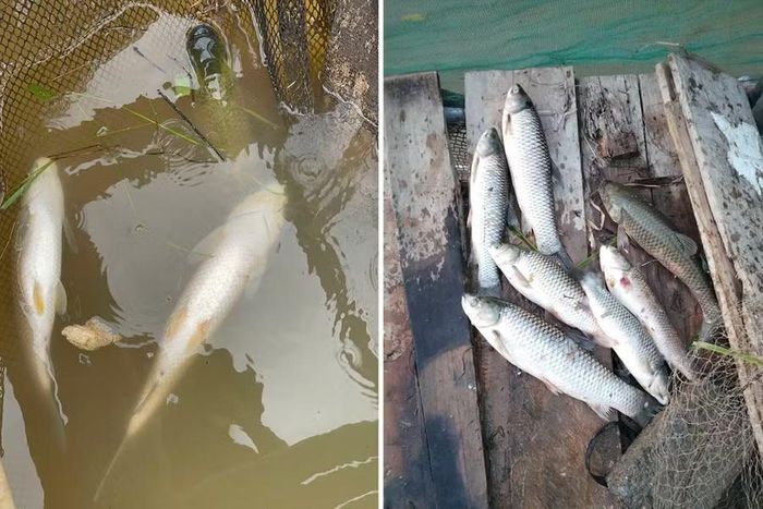 Cá lồng chết được người dân xã Tam Thái thu gom.
