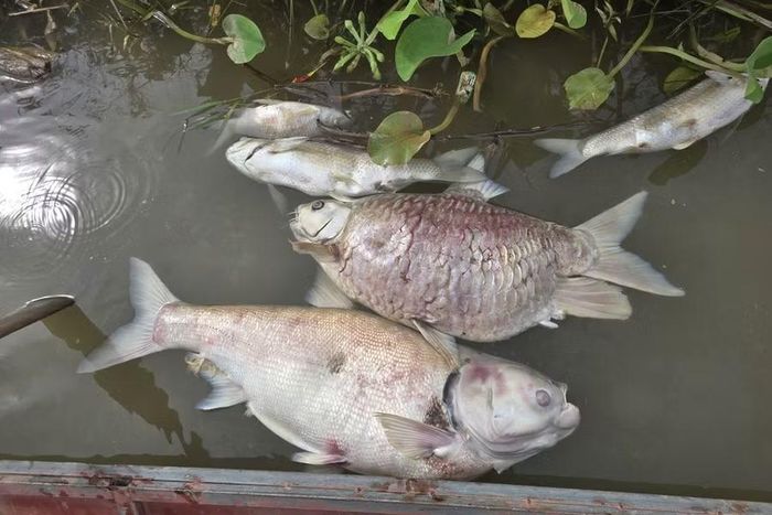 Không chỉ cá lồng, cá tự nhiên cũng chết nổi trên sông.