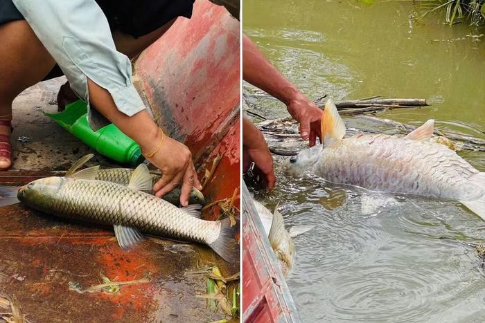 Người dân thu gom xác cá tránh ô nhiễm môi trường.