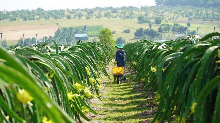 Vùng chuyên canh thanh long - động lực tăng trưởng nông nghiệp của Lâm Đồng.