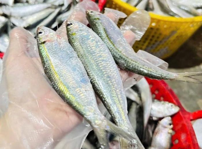 Cá trích tốt cho sức khỏe. Ảnh: Thu Hương.
