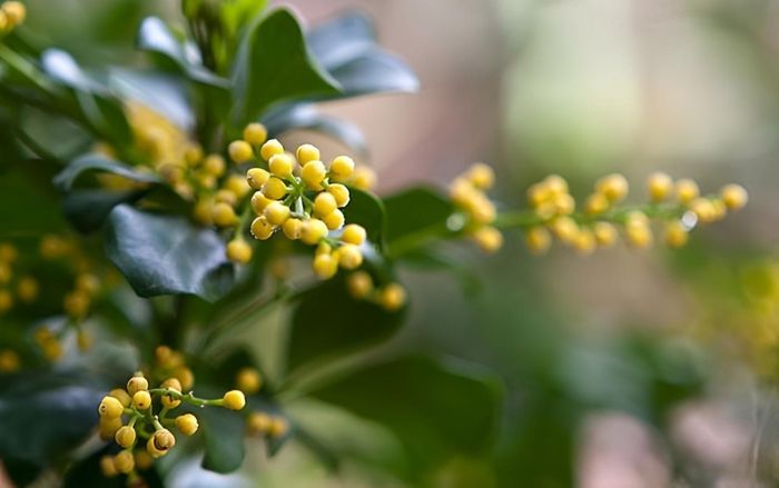 Cây hoa ngâu với những bông hoa nhỏ li ti vàng, tỏa hương thơm ngát, gắn liền với ký ức làng quê và ý nghĩa phong thủy sâu sắc.