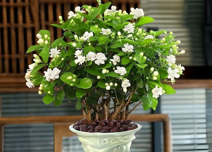 Cây hoa nhài với sắc trắng tinh khôi, hương thơm quyến rũ, biểu tượng của sự thuần khiết và may mắn, đặc biệt phù hợp với người mệnh Kim và Thủy.
