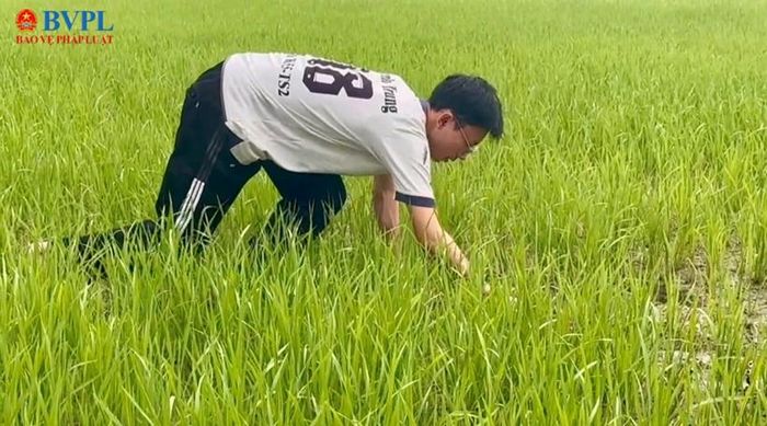  Trung không chỉ chăm học, em còn chăm chỉ giúp bố mẹ làm việc nhà, việc đồng áng