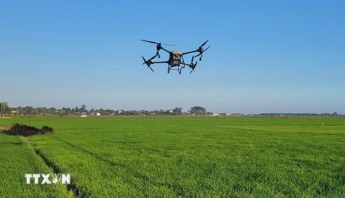 Sử dụng máy bay không người lái (drone) để phun thuốc trừ sâu tại cánh đồng lúa. (Ảnh: Hoàng Nhị/TTXVN)