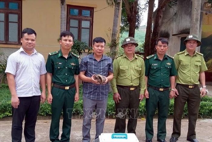 Tiếp nhận tê tê Java từ UBND xã Thượng Trạch. Ảnh: TTXVN phát