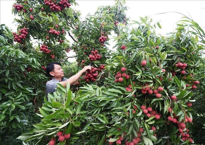 Hộ dân Trần Văn Hùng, thôn Trão, xã Lục Ngạn, tỉnh Bắc Ninh có diện tích 1,5ha trồng vải thiều. Ảnh: Vũ Sinh/TTXVN