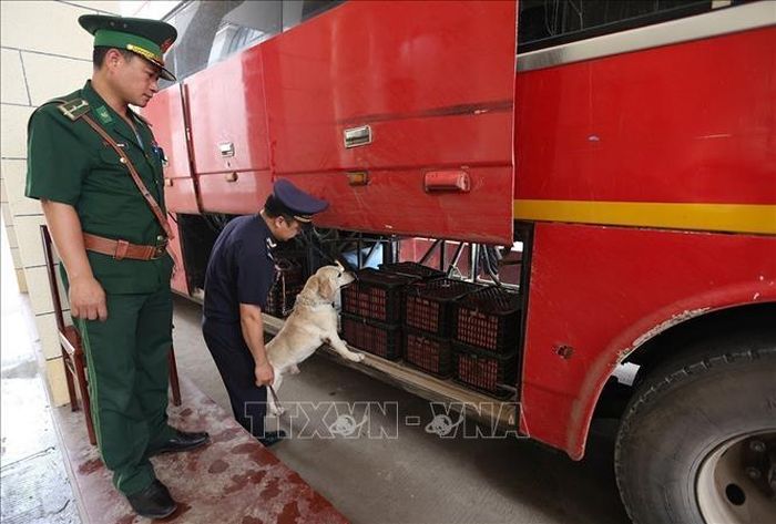 Lực lượng Hải quan sử dụng chó nghiệp vụ kiểm tra hàng hóa trên phương tiện nhập cảnh qua Cửa khẩu Quốc tế Nậm Cắn, tỉnh Nghệ An để kịp thời phát hiện, ngăn chặn các vụ buôn bán, vận chuyển chất ma túy vào Việt Nam. Ảnh: Vũ Sinh/TTXVN