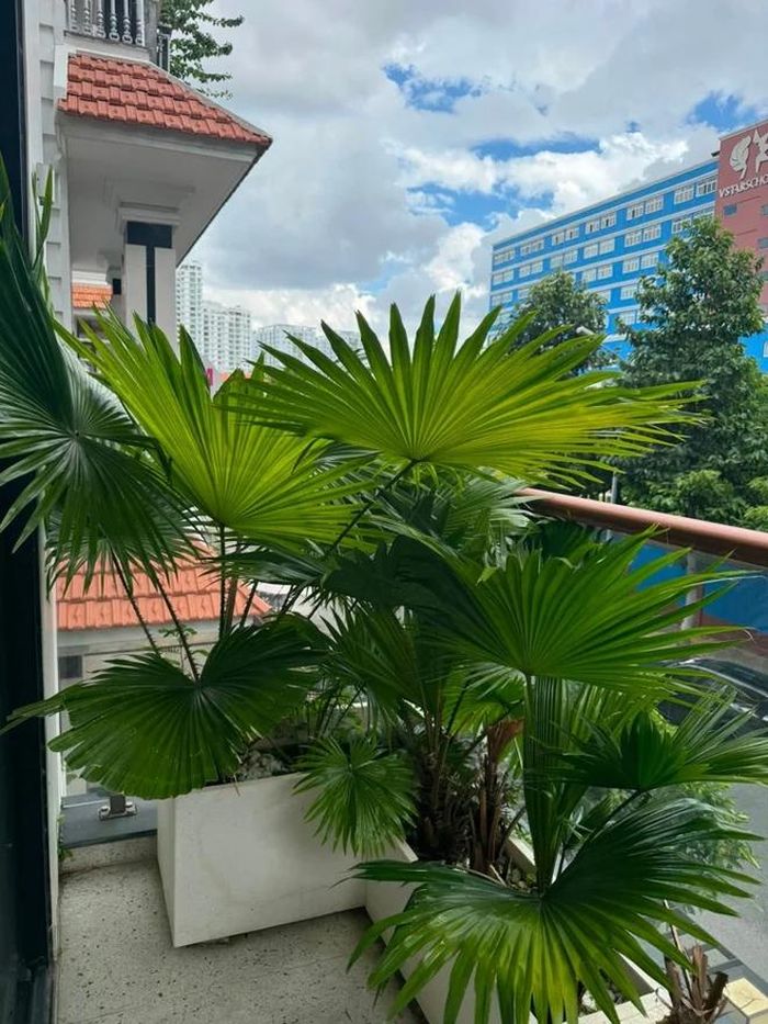 Biệt thự phố 1.000m2 được Vân Trang chăm sóc kỹ lưỡng, trồng nhiều cây xanh. Vân Trang cho biết, cô rất thích cây monstera.