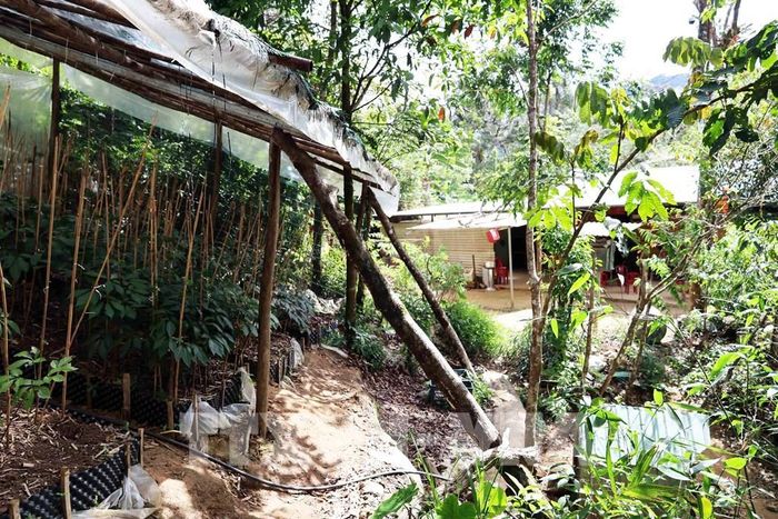 Người dân dựng lán trại trái phép ở vườn sâm Ngọc Linh trong rừng phòng hộ ở xã Trà Linh. Ảnh: Đỗ Trưởng – TTXVN
