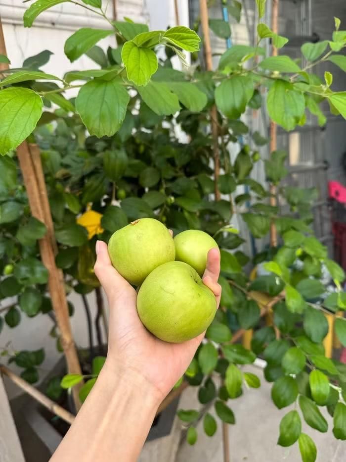 Bên cạnh công việc kinh doanh, Tăng Thanh Hà tìm niềm vui trong việc làm vườn. Những quả táo trong ảnh là thành quả sau quá trình tự tay chăm sóc của cô