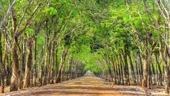 Theo Luật Đất đai 2024 và các văn bản Luật có liên quan hoàn toàn không cấm việc tách thửa đất trồng cây lâu năm (Nguồn: Internet)