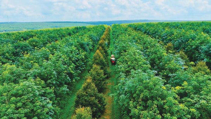 Việc tách thửa đất, hợp thửa đất phải bảo đảm các nguyên tắc, điều kiện quan trọng (Nguồn: Internet)