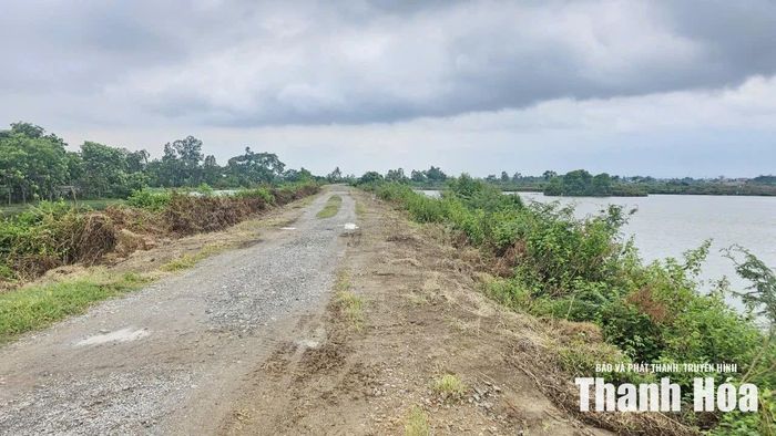 Tình trạng xuống cấp tại tuyến đê hữu sông Mã, tại phường Sầm Sơn.