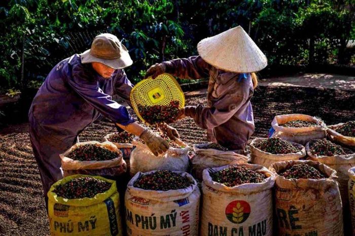 Giá cà phê tăng trở lại mức 89.000 đồng/kg, nông dân phấn khởi. Ảnh minh họa.