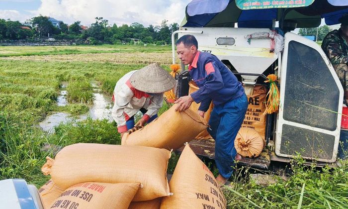  Nông dân Sơn Động khẩn trương thu hoạch lúa chiêm. 