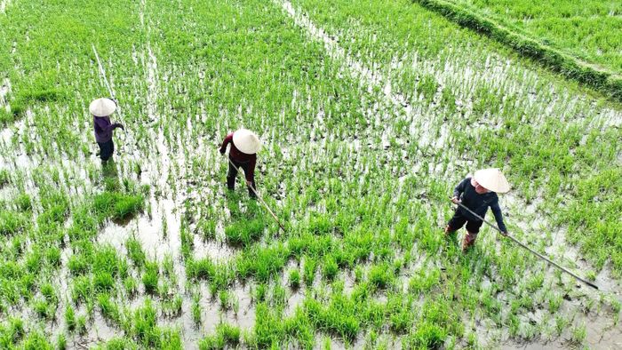 Liên kết chuỗi sản xuất lúa giống trên địa bàn thành phố giúp các hợp tác xã tăng doanh thu, tạo thu nhập cho các thành viên và nông dân. Ảnh: HOÀNG ĐẠO