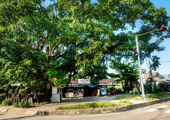 Cây đa ngã ba Cây cốc. Ảnh: HỒ XUÂN TỊNH