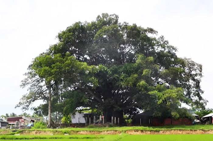 Cây đa làng Bàng Tân. Ảnh: HỒ XUÂN TỊNH