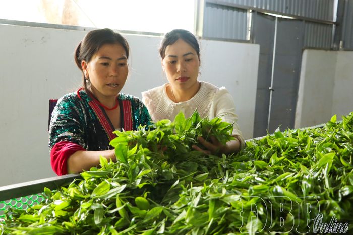 Công ty TNHH Hương Linh tỉnh Điện Biên liên kết, bao tiêu diện tích vùng nguyên liệu chè Tủa Chùa.