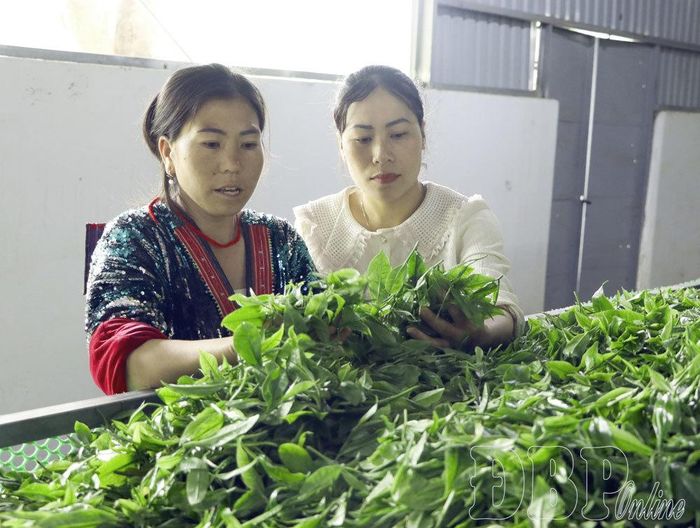 Công ty TNHH Hương Linh tỉnh Điện Biên liên kết, bao tiêu diện tích vùng nguyên liệu chè Tủa Chùa.