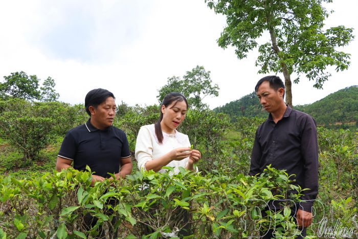 Cán bộ Trung tâm Dịch vụ Tổng hợp xã Sính Phình hướng dẫn người dân chăm sóc cây chè.