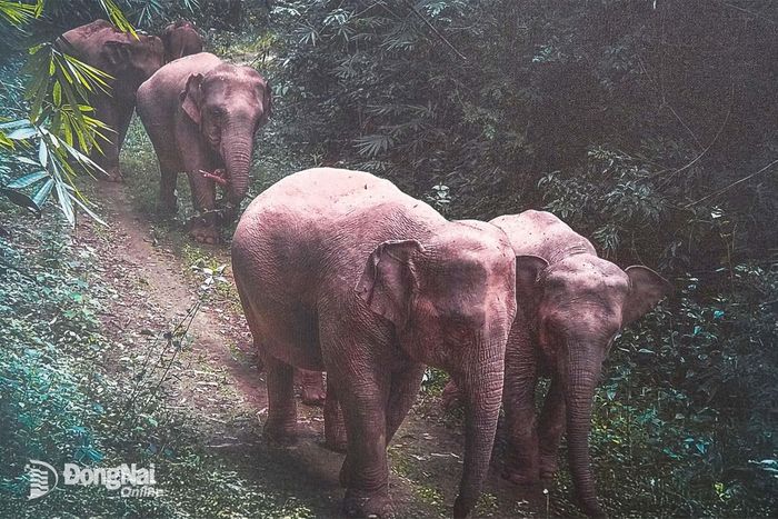 Đồng Nai có từ 30-32 cá thể voi rừng. Ảnh: tư liệu