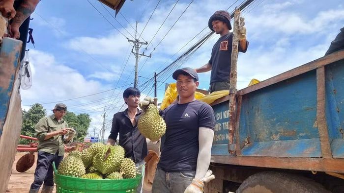  Nông dân vận chuyển sầu riêng từ vườn ra quốc lộ 14 địa phận xã Chư Păh. Ảnh: N.D 