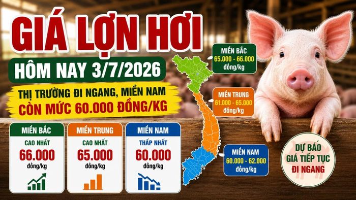 Cập nhật giá thịt lợn hơi 3 miền sáng 3/7/2026. Hình minh họa