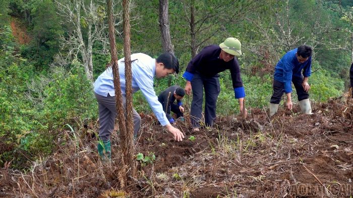 Mô hình trồng đẳng sâm được triển khai dưới tán rừng sơn tra, tận dụng hiệu quả quỹ đất và giữ độ che phủ của rừng.