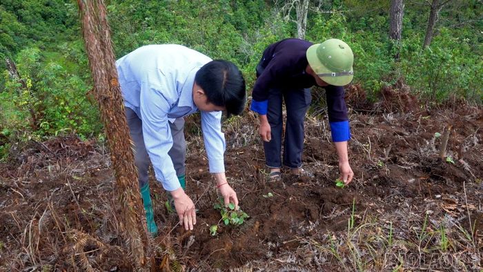 Người dân xã Lao Chải tham gia trồng đẳng sâm, từng bước hình thành vùng dược liệu gắn với bảo vệ rừng.