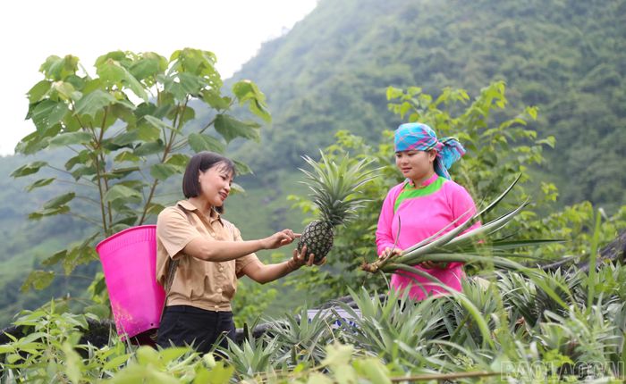 Kích thước quả dứa giống MD2 gấp đôi so với dứa truyền thống.