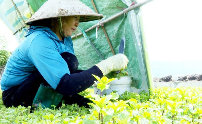 Gia đình ông Nguyễn Văn Tính thu hoạch rau gia vị.