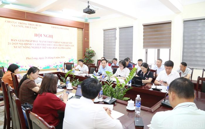 Xã Pha Long đẩy mạnh xây dựng và cấp mã số vùng trồng cho các loại cây chủ lực, đáp ứng yêu cầu tiêu thụ và xuất khẩu, trong đó có cây chuối.