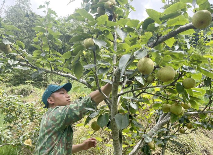 Vườn lê của ông Thào Seo Lìn cho năng suất ổn định, trở thành nguồn thu nhập chính của gia đình.
