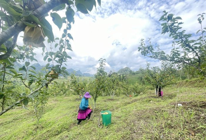 Những hàng lê phát triển ổn định, góp phần nâng cao thu nhập và cải thiện đời sống của nhiều hộ dân.