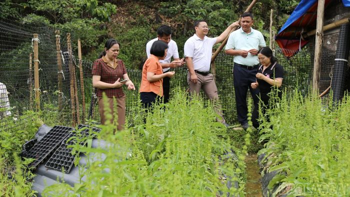 Cây sâm Nữ hoàng được đưa vào trồng thử nghiệm tại xã Pha Long.