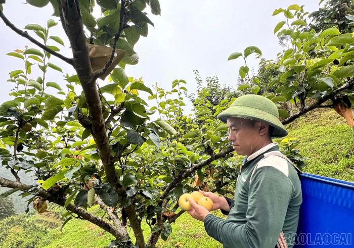 Những vườn lê bước vào vụ thu hoạch mang lại nguồn thu nhập ổn định cho người dân Pha Long.
