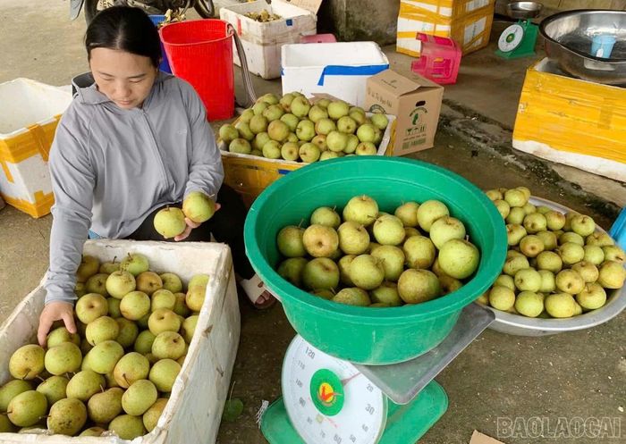 Những quả lê được đóng gói, sẵn sàng đưa đi tiêu thụ.