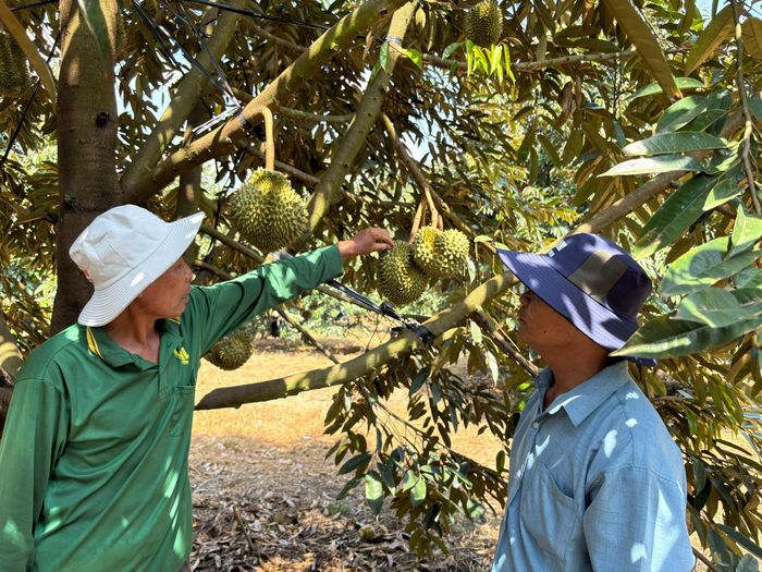 Sầu riêng giúp cư dân thôn 19 vươn lên thoát nghèo