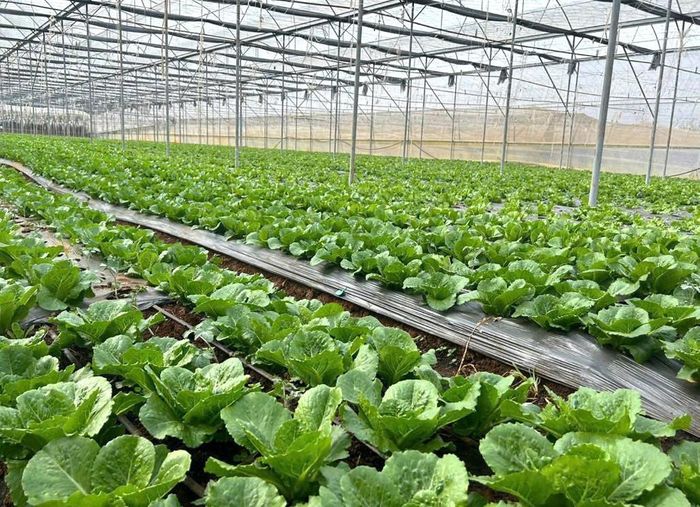 Mở rộng diện tích cây trồng mới có đặc tính ưu việt, phù hợp với thổ nhưỡng Lâm Đồng