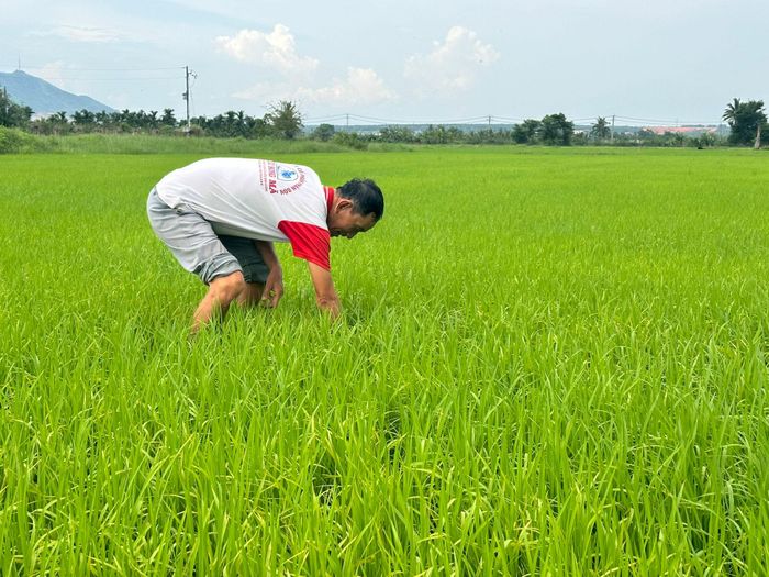 Ông Dương Tiến Hòa chăm sóc ruộng lúa ST25 vụ hè thu