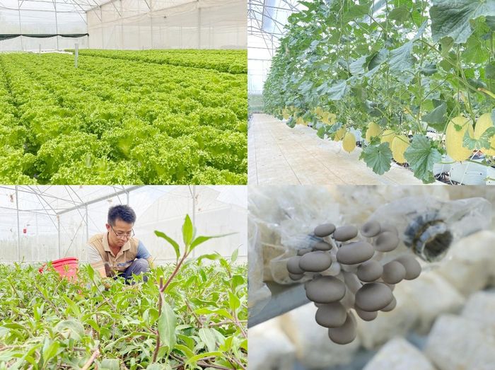 Một số mô hình nông nghiệp công nghệ cao đang được trồng tại Trung tâm